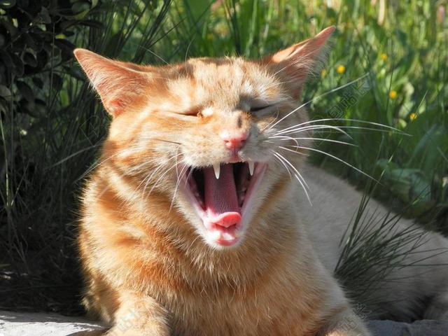 猫咪 打哈欠 动物 姜毛皮 牙齿 语言