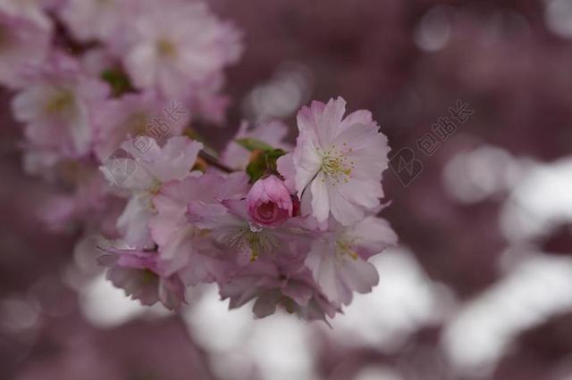 樱花 开花 春天 梅花 关闭 粉红色 招标 观赏樱花 鲜花