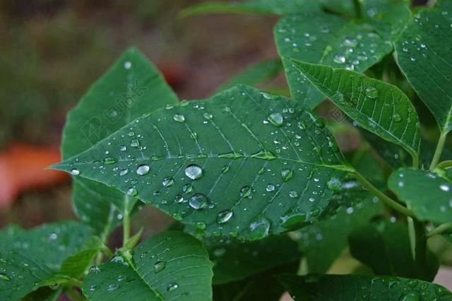 叶子 雨点 自然 湿 雨后