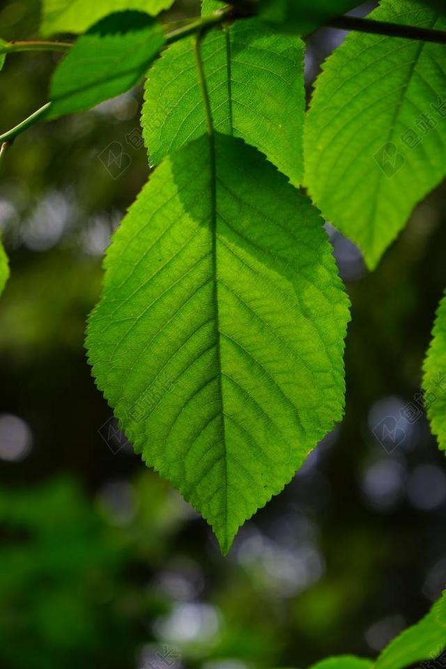 摄影自然鹅耳枥木背景图片