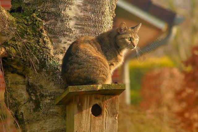 猫 国内的猫 花园 潜伏 手表 春天 宠物 小猫 猫的眼睛