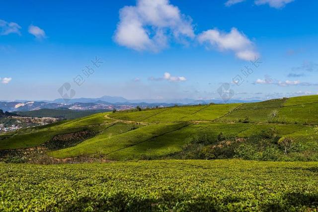 越南 旅行 亚洲 自然 景观 山 茶山 户外