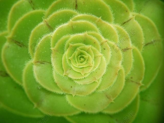 多汁 绿色 植物 花园 叶子