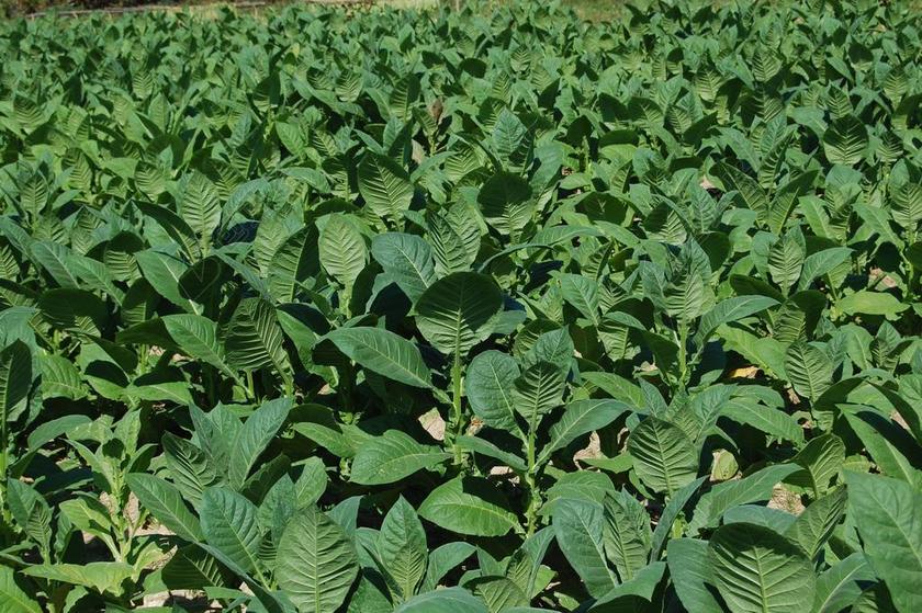 古巴 烟草 卡斯特罗