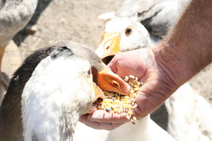 农场清新喂养饲料背景图片