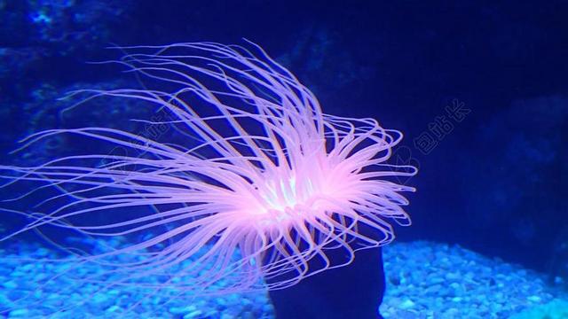银莲花 海 海生物 海洋 生物 动物 水下 自然 水 蓝色