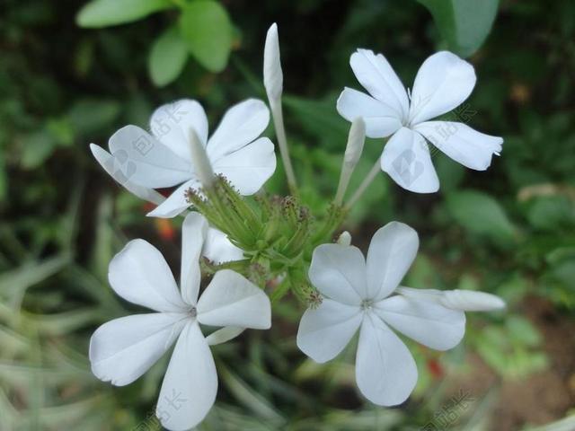 鲜花 花 茉莉花 斯里兰卡 锡兰 南安普顿 开花 植物 绿色