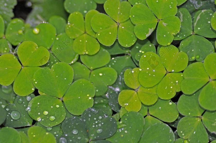 自然绿色叶子上的雨滴背景图片