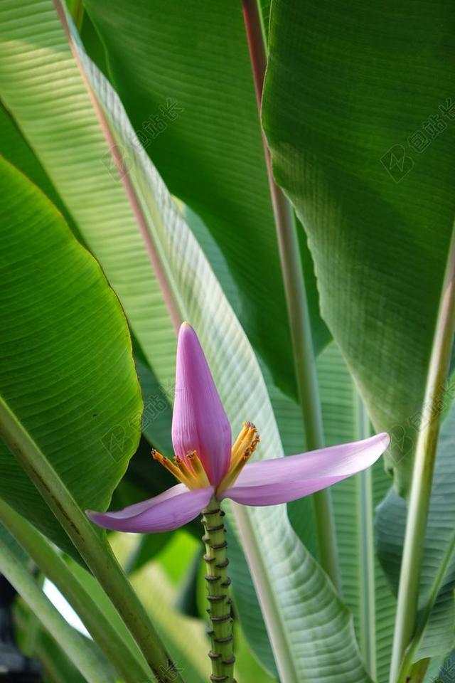 紫苞芭蕉 蓮花蕉 芭蕉科 花 粉紅 一枝