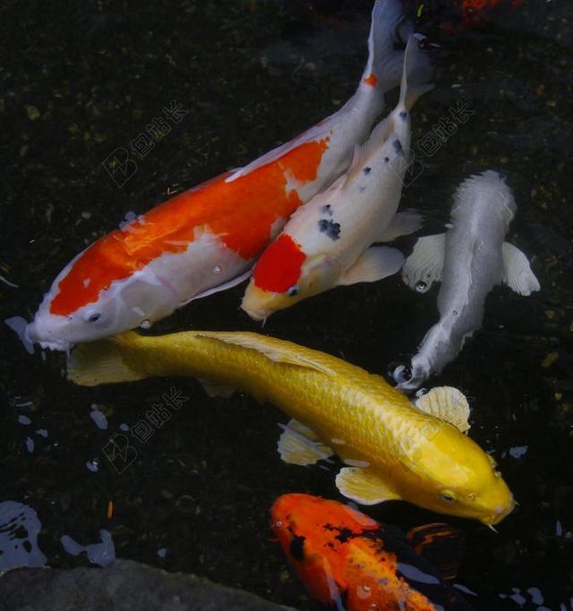 观赏鱼 彩色鲤鱼 锦鲤 鱼 配种 生动 红色 朱红 黄金