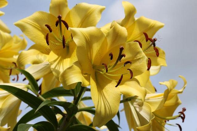 百合 百合花 花 自然 植物 开花 绿色 植物区系 盛开