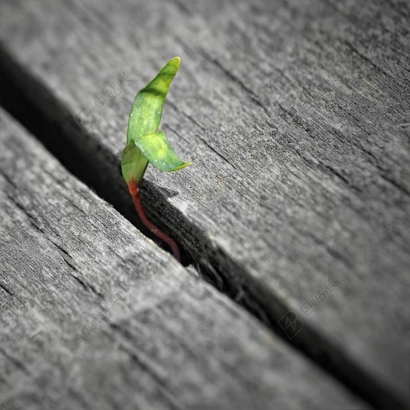 摄影自然植物生长从缝隙中发芽背景图片