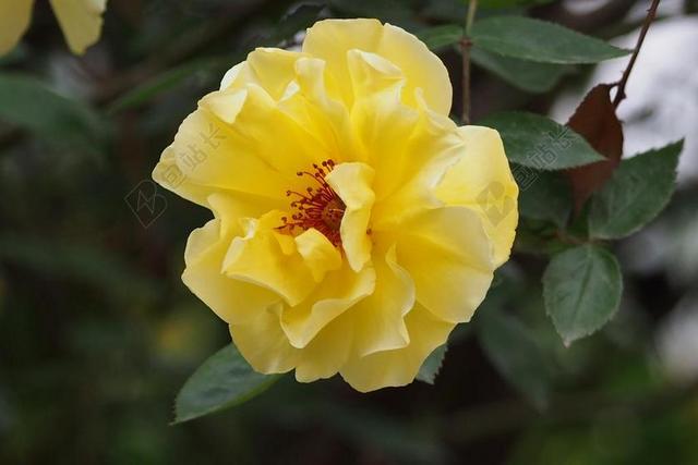 春天 黄花 月季