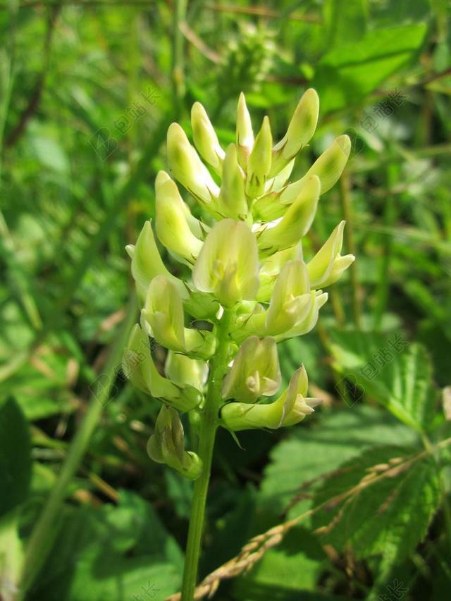 黄芪GLYCOPHYLLOS 甘草紫云英 野生甘草 野花 植物区系