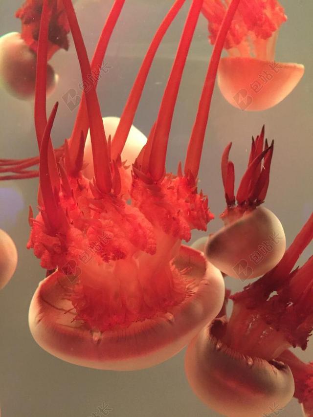 水族馆自然观赏的红色水母背景图片