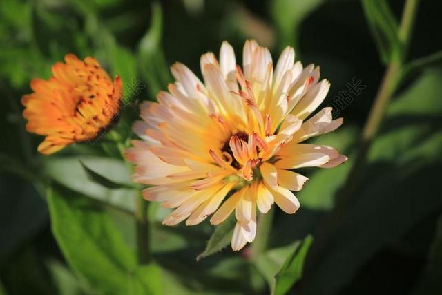 冰厂 花 橙色 绿色 橙花 夏天 白 特写 美丽的花