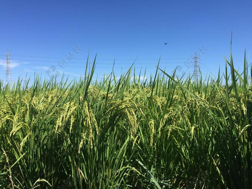 美元 水稻穗 年轻的水稻