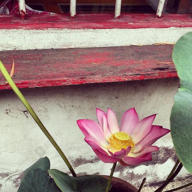 莲花 窗口 水百合 植物 花 开花 日本 瑜伽 花的 自然