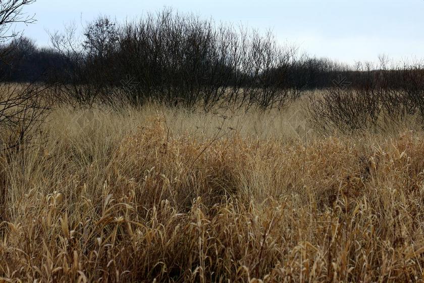 秋季 芦苇 里德 草 布什 灌木丛 植物 厂 湿地 沼泽