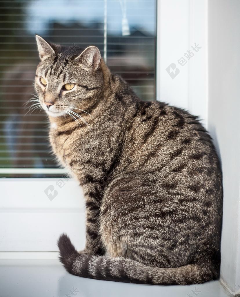 猫 小猫 动物 宠物 雄猫 斑 埋葬 坐 窗口 窗台