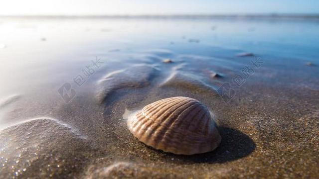 外壳 海边 海滨 海滩 贝壳