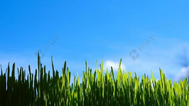草 自然 绿色 夏天 原野 户外 绿色的田野