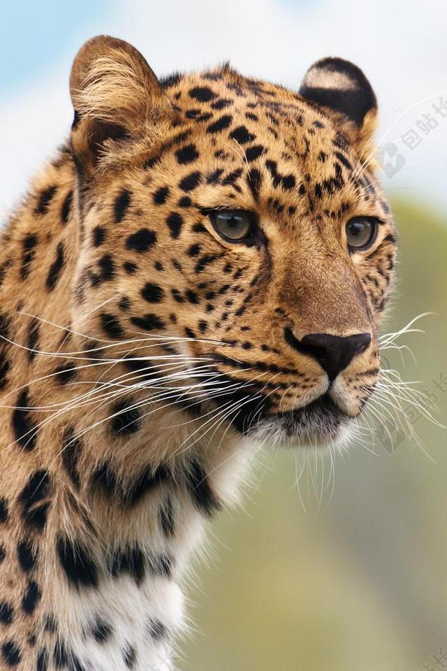 猎豹 豹 动物 大 肉食动物 猫 危险 猫的 猎人 寻找