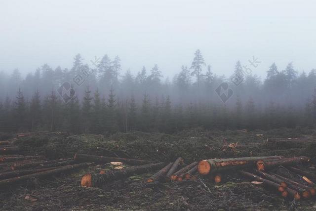 森林砍伐 采伐 木材 UNTIMBER 树干 森林 环境 下跌