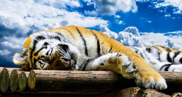 虎 猫 捕食 动物肖像 睡眠 晚安 传单 找到家的感觉