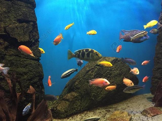 鱼 水族馆 颜色