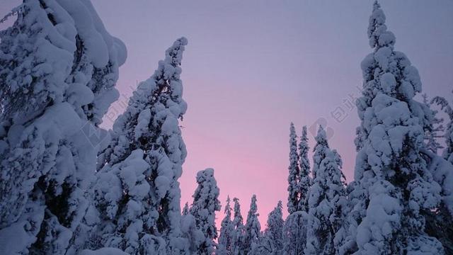 日落 雪 冬天 拉普兰 芬兰 树 自然