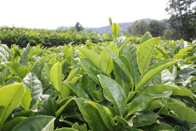 茶 茶园 植物 工作表