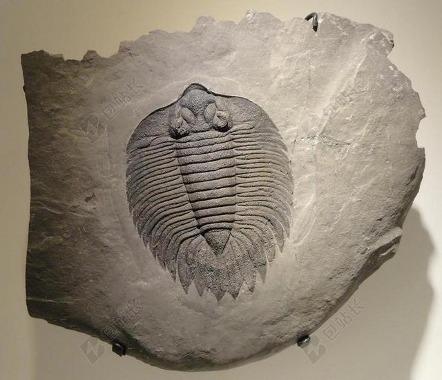 ARCTINURUS BOLTONI 三叶虫 化石 页岩 志留世