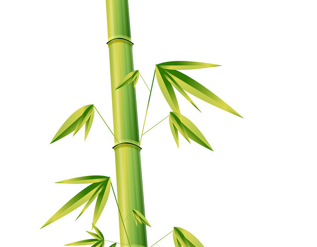竹子植物透明素材