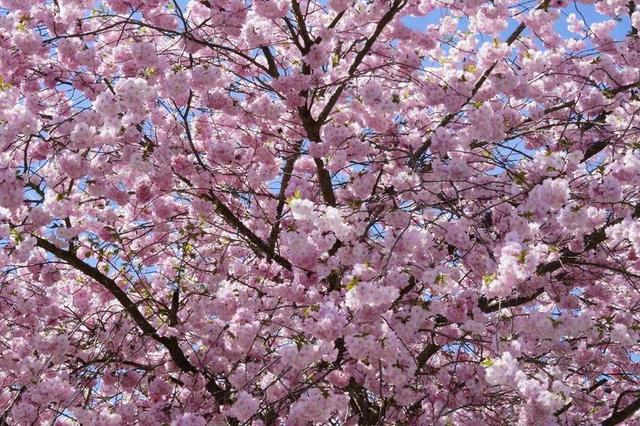 自然日本樱花树背景图片