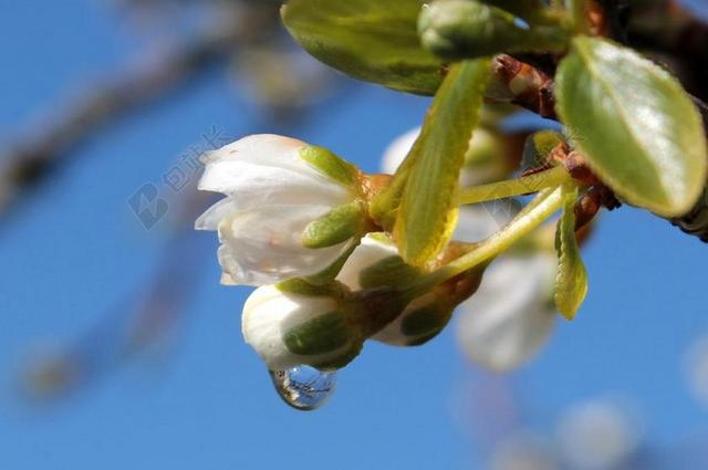 李子树 樱桃斯蒂卡 梅花 芽 分支机构 春天 叶子 雨滴 湿