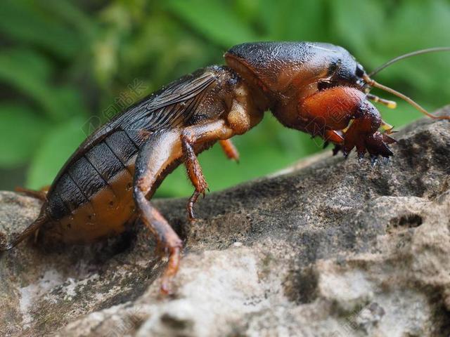 蝼蛄 GRYLLOTALPIDAE 蚱蜢 欧洲蝼蛄 常见蝼蛄