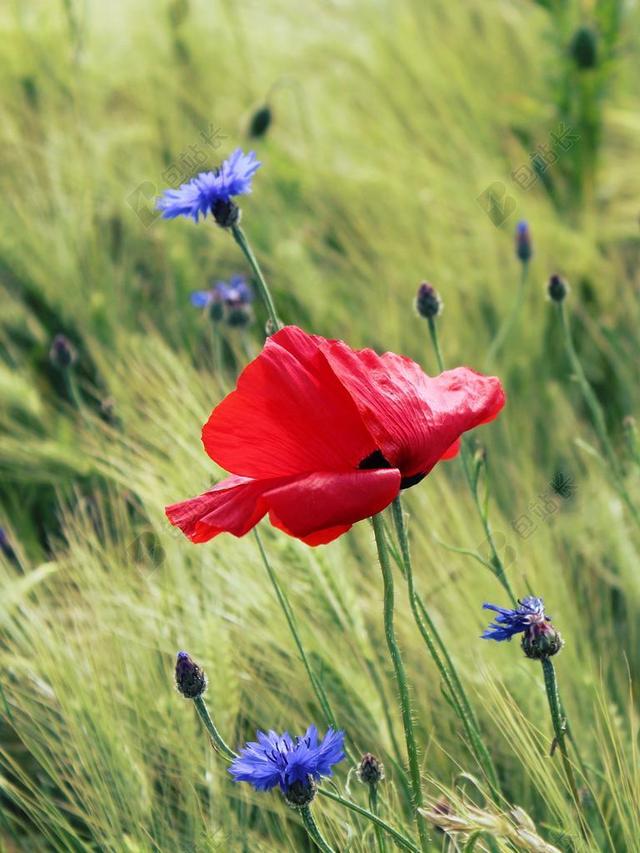 罂粟 红罂粟 KLATSCHMOHN 红色 罂粟花田 鲜花 盛开