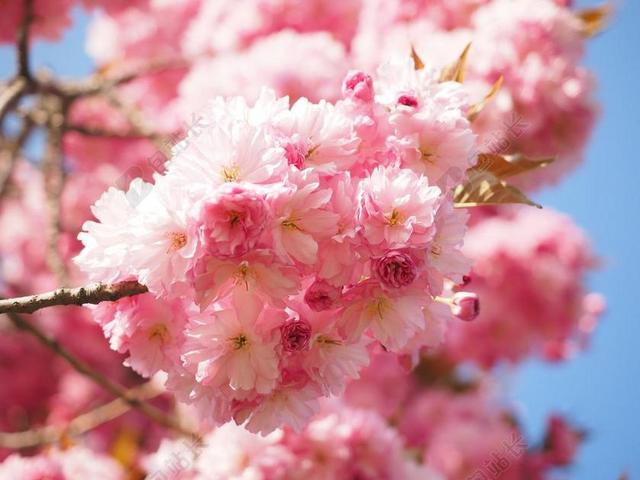 樱花 日本樱花 气味 开花 观赏樱花 春天 粉红色 盛开