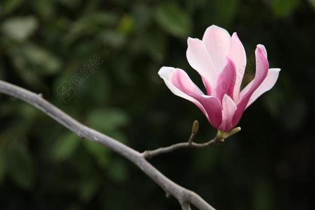 玉兰 玉兰花 花朵 花 花海 春天 绿色 粉红色的花 植物