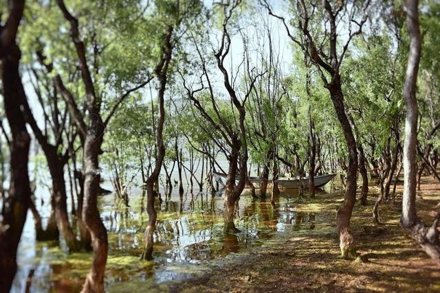 湿地 中国 森林 景观 公园 池 植物 树 湖 生态系统