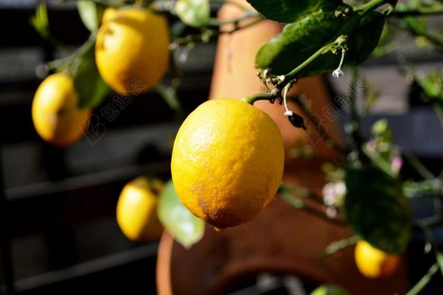 柠檬 树 水果 柑橘 食品 成熟 新鲜 有机 黄色 农业