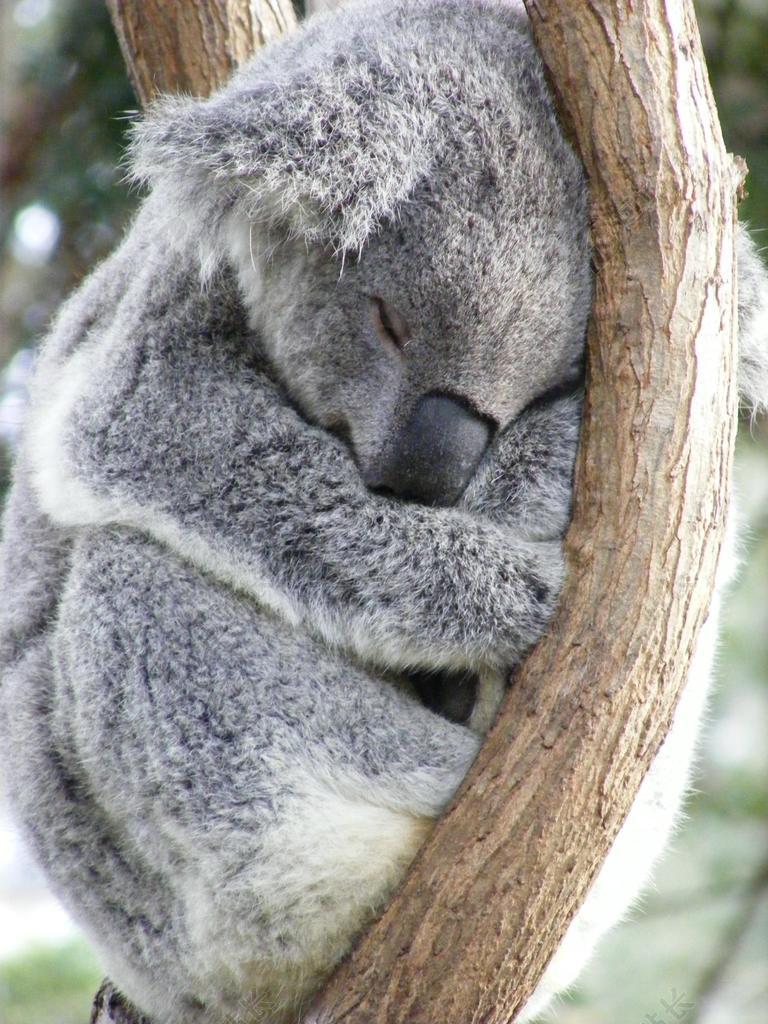 自然树上睡觉的考拉背景图片