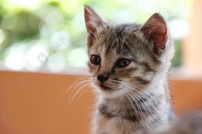 广告清新瞌睡的小猫背景图片