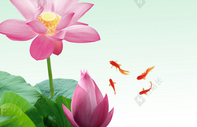 中国传统节日绿底红荷24节气小暑海报背景