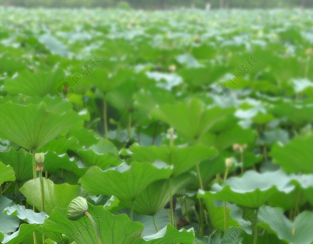 中国传统节日绿色荷叶莲藕24节气小暑海报背景