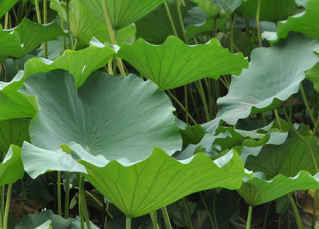 中国传统节日绿色荷叶莲藕24节气小暑海报背景