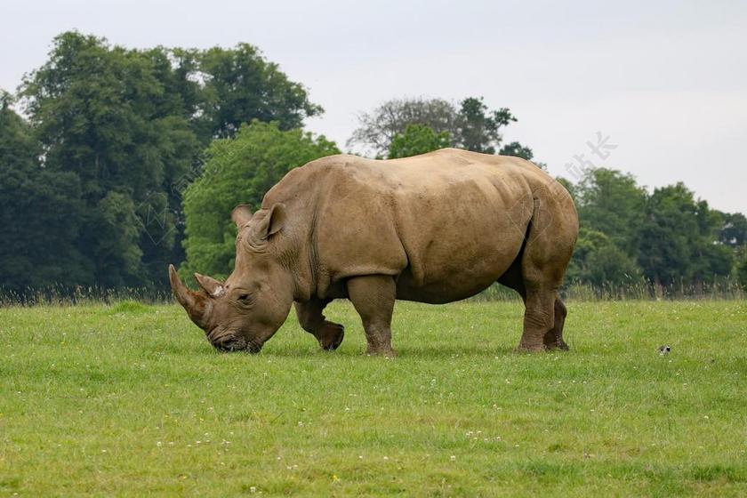 犀牛 动物 野生动物园 野生动物 非洲 哺乳动物 号角 大