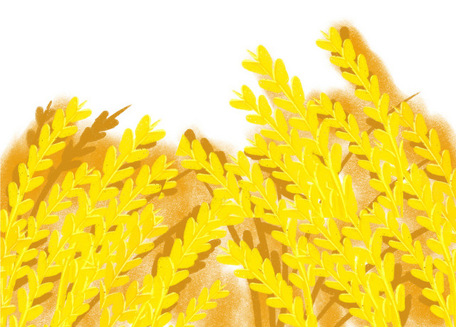 芒种金黄麦穗免抠素材