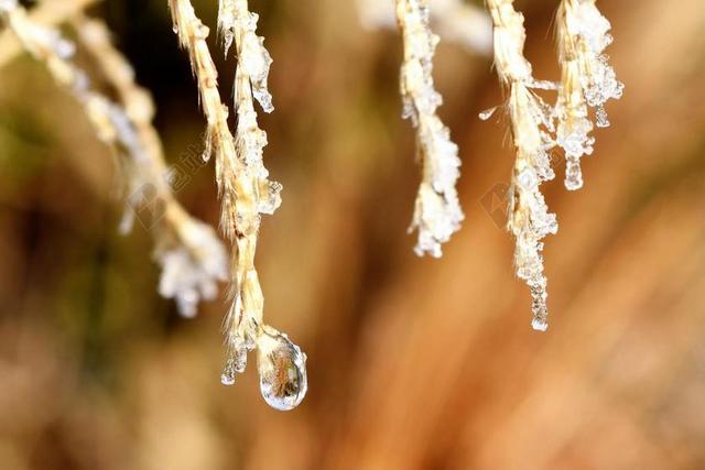 滴 露水 露珠 叶子 草 一滴水 秋季 MORGENTAU